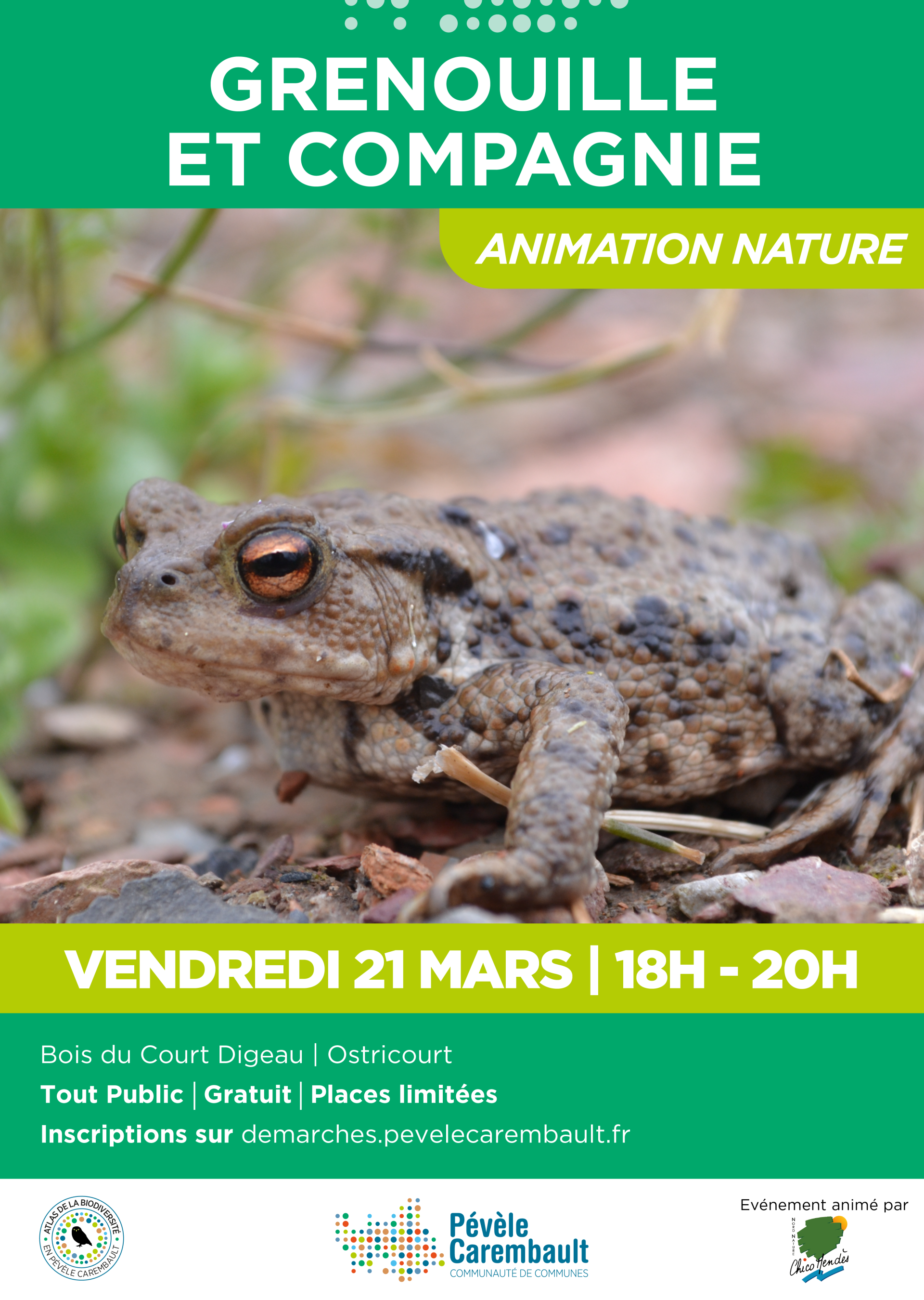 COFFRET CYCLE DE VIE DE LA GRENOUILLE